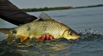 Regras que o pescador precisa observar com o fim da piracema em Goiás